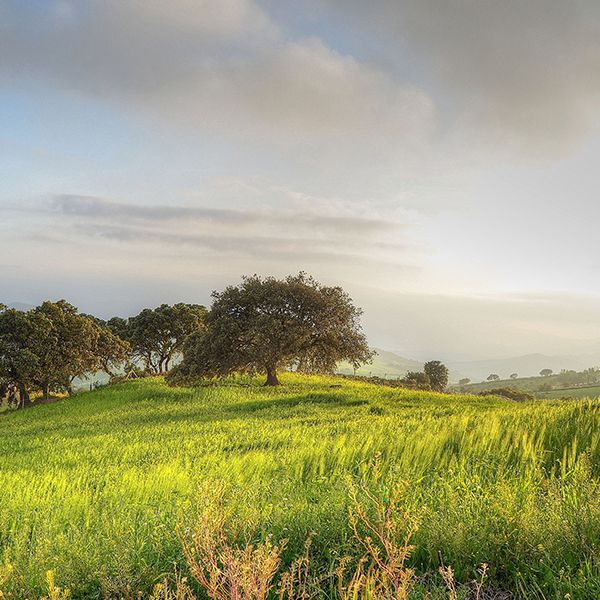 Садового оборудования